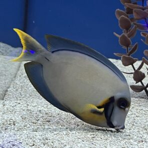 Chocolate Tang