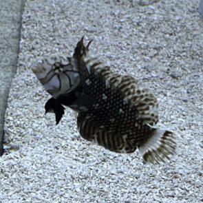 Dragon Wrasse