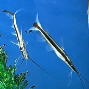 Lima Shovelnose Catfish