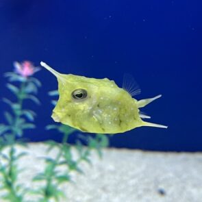 Long Horn Cowfish