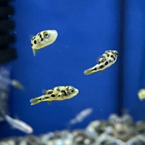Dwarf Pea Puffer
