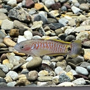 Peacock Gudgeon