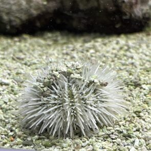 Pincushion Urchin