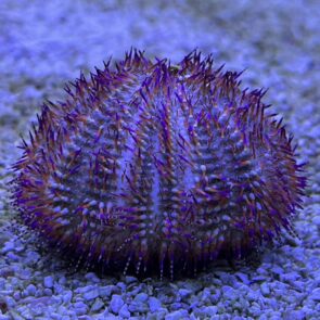 Red Pincushion Urchin