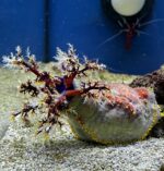 Sea Apple