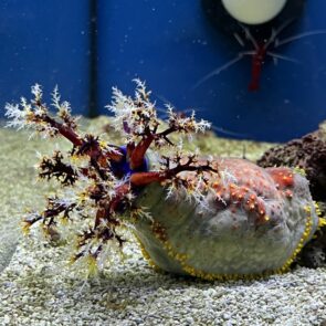 Sea Apple