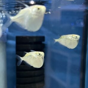Silver Hatchetfish