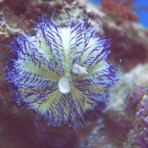 Purple Pincushion Urchin