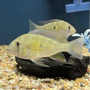 Geophagus Heckelii