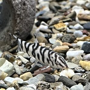 YoYo Loach