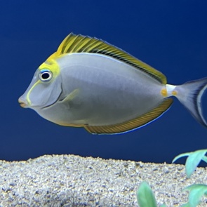 Blonde Naso Tang