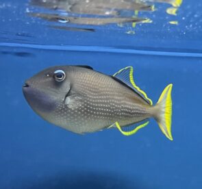Blue Jaw Trigger Male