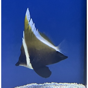 Brown Heniochus