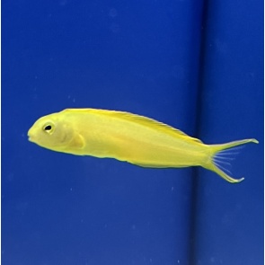 Canary Blenny