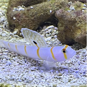 Randalls Goby