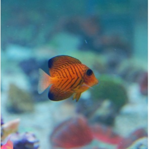 Chevron Tang