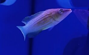 Eight Line Wrasse