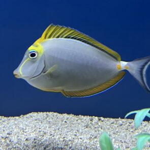 Blonde Naso Tang