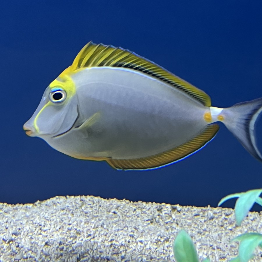 Blonde Naso Tang