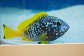 Blue & Yellow Grouper