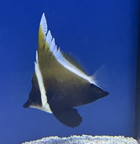 Brown Heniochus