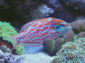 Leopard Wrasse-Choati