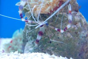 Coral Banded Shrimp