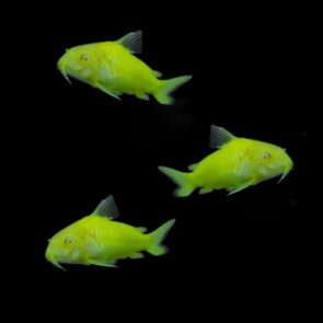 GloFish Cory Asst Colors