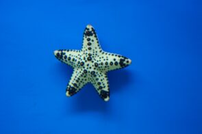 General Star