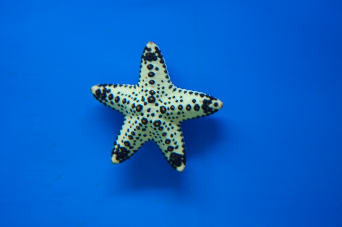 General Star