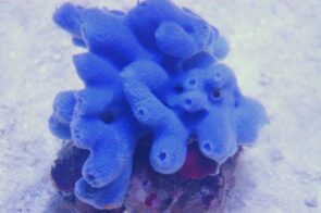 Blue Sponge