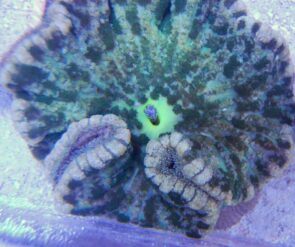Adhesive Anemone