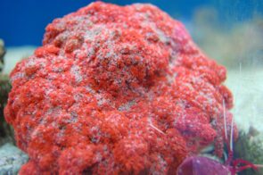 Hellfire Anemone