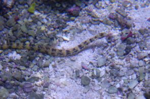 Dragon pipefish