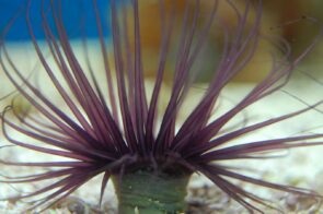 Tube Anemone