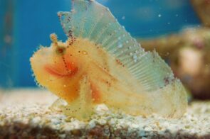 Leaf Fish