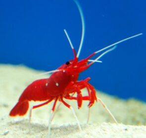 Fire Shrimp