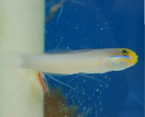 Golden Headed Sleeper Goby