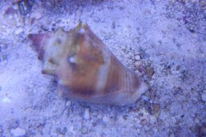 Crown Conch