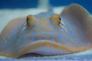 Stingray-Blue Spotted