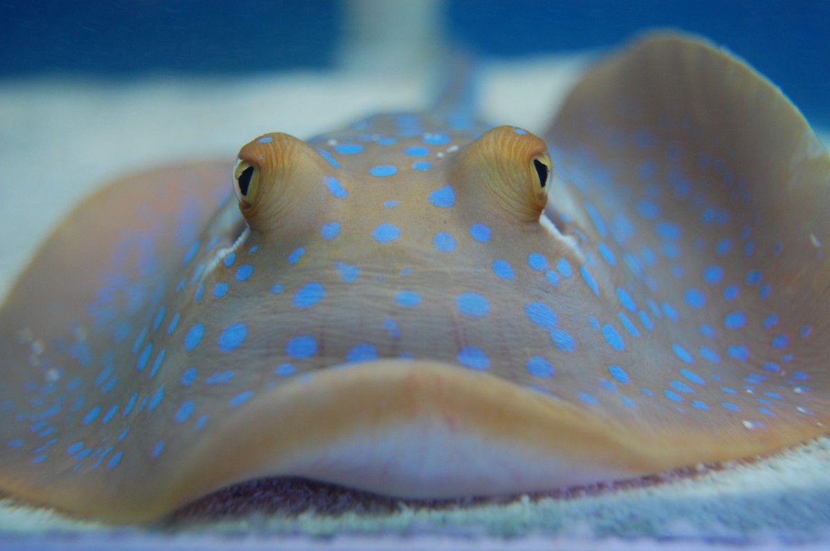Stingray-Blue Spotted