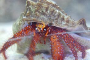 Giant Red Hermit Crab