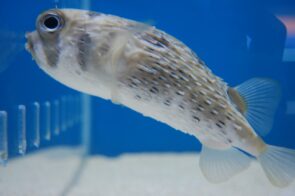 Porcupine Puffer