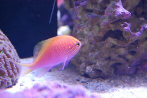 Sunburst Anthias