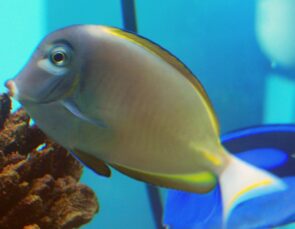 Gold Rim Tang