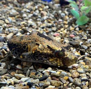 Dragon Puffer