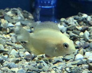 Gold Severum