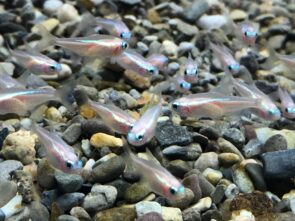 Gold Neon Tetra