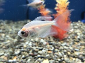 White Skirt Tetra
