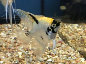 Asst Angelfish